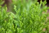 Thuja orientalis 'Aurea Nana', Lebensbaum, goldgelb, 30–40 Produktbild-Vorschau 3