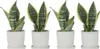 Bogenhanf - 4 Stk - Sansevieria 'Futura Superba' - Höhe Produktbild-Vorschau 7