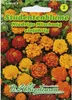 Studentenblume Niedrige Mischung  | Studentenblumensamen Produktbild-Vorschau 3