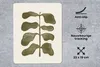 MuchoWow® Mauspad Mousepad Pflanze - Grün - Pastell - Blume Produktbild-Vorschau 2