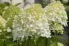 Hydrangea paniculata 'Limelight' -S-, Rispenhortensie, Produktbild-Vorschau 11