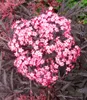A close-up of a cluster of small pink flowers with dark purple leaves. Produktbild-Vorschau