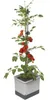 Gusta Garden Tom Tomato, Topfpflanzer, Freistehend, Produktbild-Vorschau 21