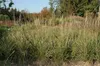 Trawa ozdobna "Karl Foerster" (Calamagrostis x acutiflora), Podgląd zdjęcia produktu 4