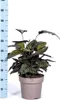 Calathea Ornata Sanderiana - Košík marante - Pokojová Náhled obrázku produktu 5