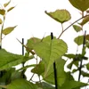 Aktinidia Adam impollinatore 2L Anteprima dell’immagine prodotto 6
