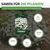 Steinkraut Duftsteinrich Schneedecke Samen - Lobularia Produktbild-Vorschau 3