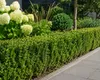 Ilex crenata Jenny 6er-Set 20–25 cm – Japanische Produktbild-Vorschau 3