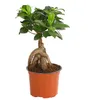 Dehner Chinesische Feige Ginseng, Ficus microcarpa, dicke Produktbild-Vorschau 1