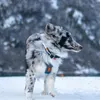 Non-stop dogwear Hundehalsband Polar Collar schwarz, Größe: Produktbild-Vorschau 5