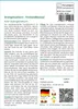 SAFLAX - Dreispitzahorn - Acer buergerianum - 30 Samen - Produktbild-Vorschau 3
