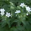 6 x Storchschnabel  - Geranium sylvaticum 'Album'  | Topf Produktbild-Vorschau 1