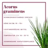 Terrarium Pflanze Acorus gramis Paludarium Regenwald Produktbild-Vorschau 2