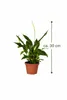 Spathiphyllum 'Chopin' 30 cm – Einblatt Friedenslilie, Produktbild-Vorschau 2
