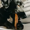 A black dog is chewing on a large dog treat. Podgląd zdjęcia produktu