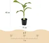 GreenboutiQ - Obstpflanze - Bananenpflanze - Musa Basjoo - Produktbild-Vorschau 3