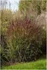 Stauden Gänge 5 x Panicum virgatum 'Shenandoah' im 1 Liter Produktbild-Vorschau 1