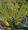 Mahonie 'WINTER SUN' 60-70 cm, Cont. 2,5 l Produktbild-Vorschau 7