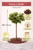 Ciliegio dolce 'Kordia' 100-120 cm | Prunus avium | albero Anteprima dell’immagine prodotto 3