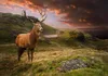 Selbstklebende Folie Fototapete - Deer on Hill 294x210 cm Produktbild-Vorschau 5