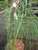 Chamaecyparis lawsoniana Drooping Solo - Hängende Lawsons Produktbild-Vorschau 2
