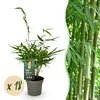 Green boutiQ - Bamboe - Fargesia robusta Pingwu - Voir les images du produit 2