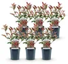 Photinia fraseri Carré Rouge - zestaw 6 roslin do Podgląd zdjęcia produktu 3