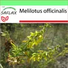 SAFLAX Garden to go - sladký jetel - Melilotus officinalis Náhled obrázku produktu 10