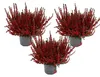 Calluna vulgaris – Set mit 3 Pflanzen – Besenheide – Produktbild-Vorschau 1