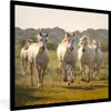 MuchoWow® Gerahmtes Poster Galoppierende weiße Pferde 40x40 Produktbild-Vorschau 1