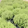 Italienischer XL - Thymian Pflanze - Thymus vulgaris Produktbild-Vorschau 3