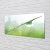 Glasbilder 120x60 Wandkunst Tropfen Gras Makro Produktbild-Vorschau 2
