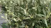 Olivenbaum Olive 160 - 180 cm Hochstamm, beste Qualität, Produktbild-Vorschau 2