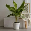 Banánovník japonský - Musa basjoo - Výška 55-70cm - ⌀21cm Náhľad obrázku produktu 5