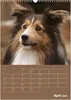 SHELTIES Herzensbrecher auf 4 Pfoten (Wandkalender 2026 DIN Produktbild-Vorschau 7