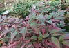 Nandina dom. 'Obsessed'® - Bambou céleste 25- 30 cm - Voir les images du produit 2