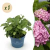 Green boutiQ - Gartenpflanze - Hydrangea Endles Summer The Produktbild-Vorschau 3