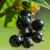 Blackcurrant Titania 2L Produktbild-Vorschau 3