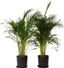 Areka - 2 szt - Dypsis lutescens - Wysokość 100-120cm - Podgląd zdjęcia produktu 7