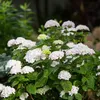 Hortensie Hydrangea Endless Summer The Bride 8er Set - Produktbild-Vorschau 1