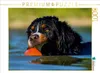 CALVENDO Puzzle Berner Sennenhund Javaro | 1000 Teile Produktbild-Vorschau 2