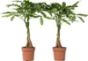 Arbre à argent - Set de 2 - Pachira aquatica - Hauteur Voir les images du produit 1