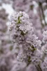 Prunus serrulata 'Amanogawa', Japanische Säulenkirsche, Produktbild-Vorschau 2
