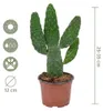 Bloomique - Opuntia Rubescens - Road Kill Cactus - Roślina Podgląd zdjęcia produktu 7