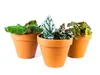 Gardners Begonia rex mix, priemer 6 cm Náhľad obrázku produktu 3