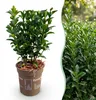 Green boutiQ - 40x Euonymus japonica Green Spire - Produktbild-Vorschau 1