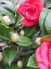 Japanische Kamelie Black Lace - Camellia japonica Black Produktbild-Vorschau 3
