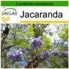 SAFLAX - Jacaranda - 50 Nasiona - Z podłożem uprawowym Podgląd zdjęcia produktu 8