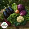 Toraf Gemüsesamen XXL Set 4500 Samen 12 Sorten Garten Produktbild-Vorschau 3