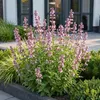 Green boutiQ - Stauden - Nepeta sib. Wild Orchid - Produktbild-Vorschau 6
